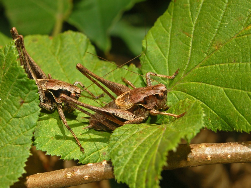 Due ortotteri: Pholidoptera griseoaptera